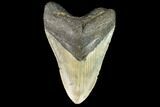 Fossil Megalodon Tooth - North Carolina #109805-1